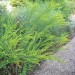Pinebarren Goldenrod